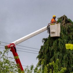 Annat, Canterbury, New Zealand - December 3 2018: A Tree Tech arborist prunes a tree close to power lines