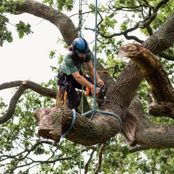Man sawing tree at height wearing safety clothing with skill and expertise
