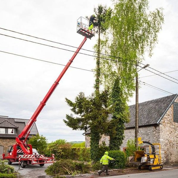 Professionals at work, trimming a large tree by use of a telescopic platform truck and wood shredder machine.